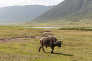 #14 Ngorongoro a new Wonder of the world  
