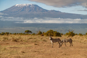 #17 Amboseli, a safari at the foot of Kilimanjaro